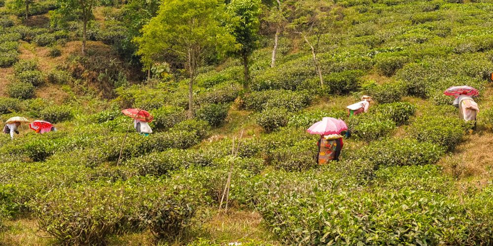 AdobeStock_131336662 umbrellas